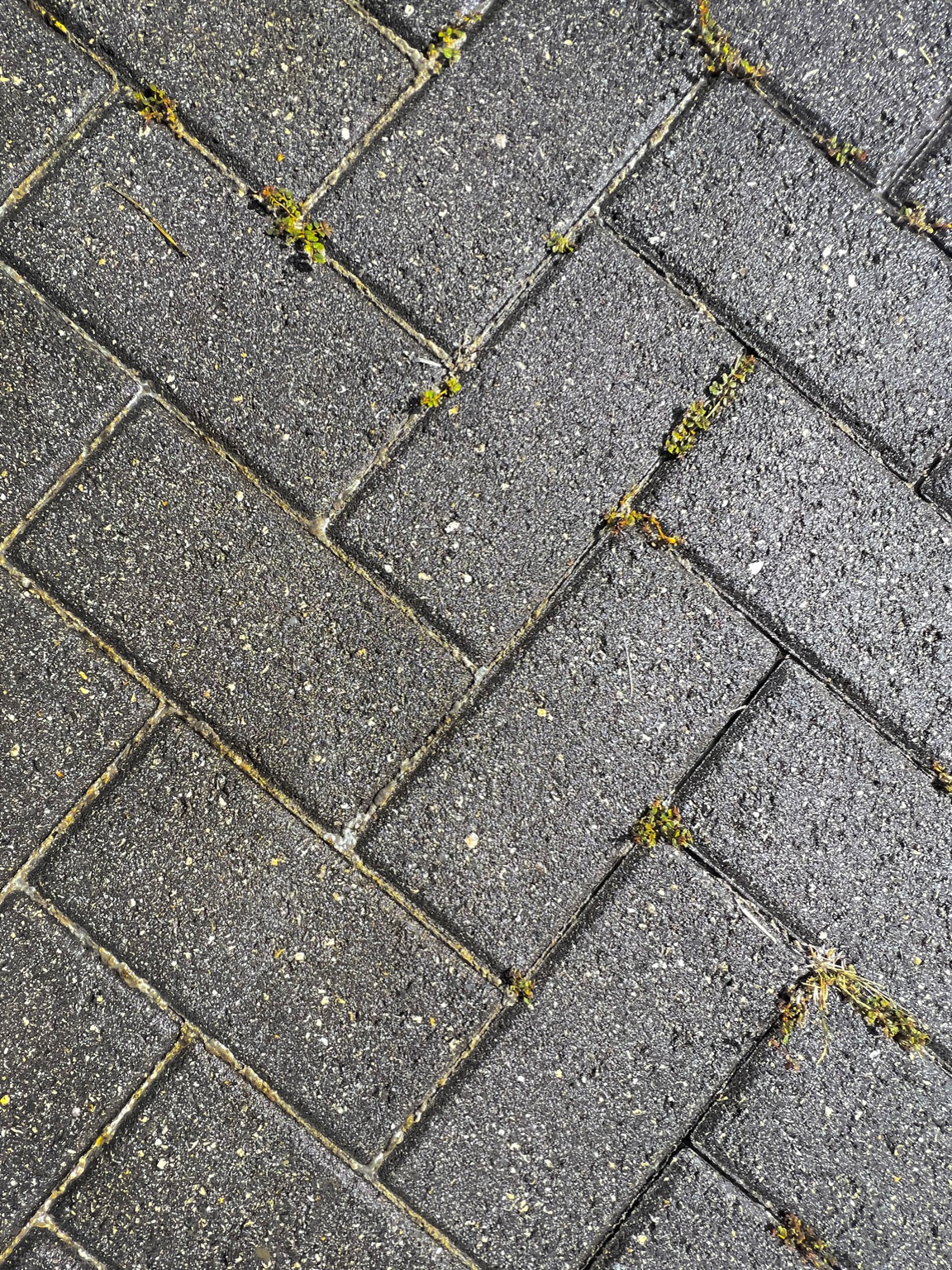 Pavers Before
